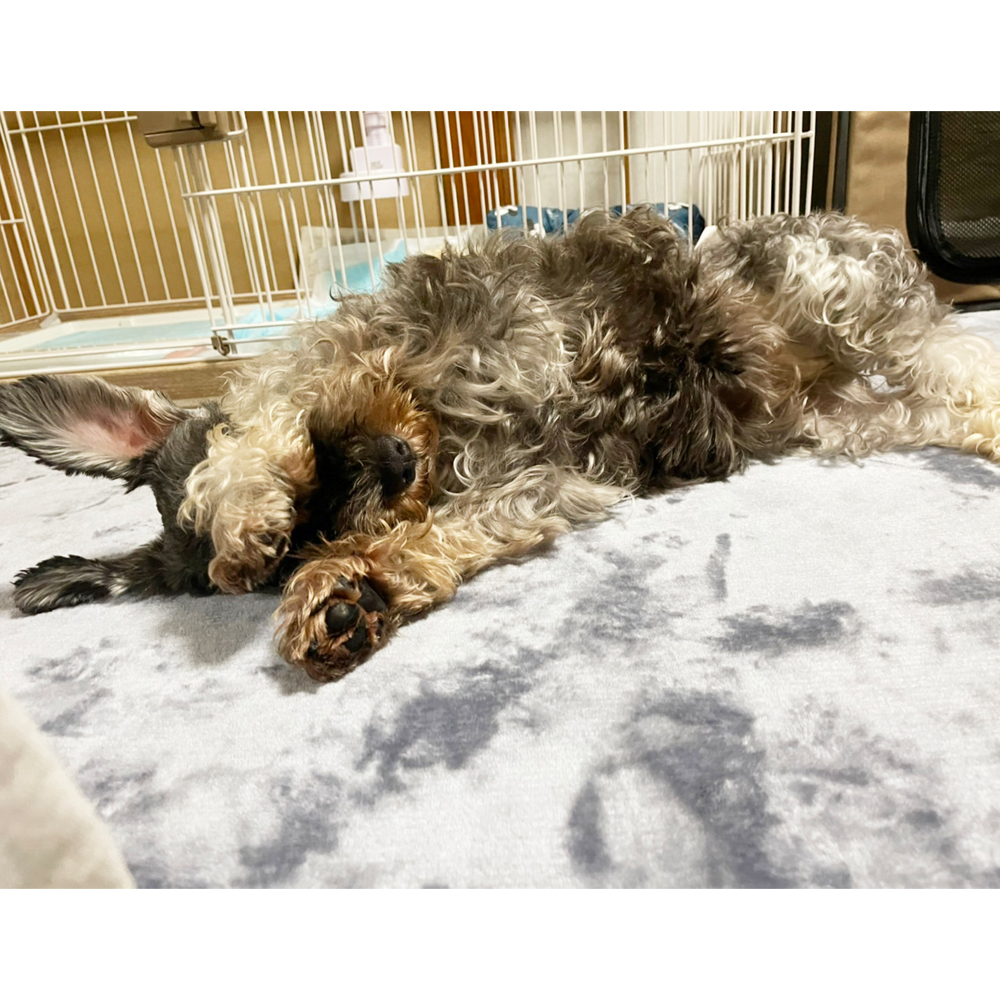 卒業犬ジャンプちゃんの近況☆